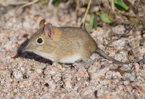 The smallest of the elephant shrews weighs 50gm