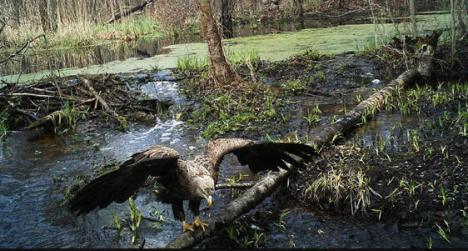 Wildlife is thriving in Chernobyl