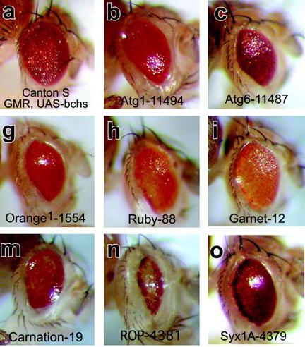 Fruit fly eye mutations (photos VERY much bigger than actual eye size!)