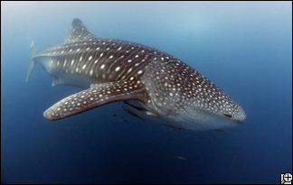 The Whale Shark - the worlds largest fish, reaching over 12m in length and waying 13 tonnes - at least that is the size it has been...